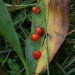 lily of the valley plant