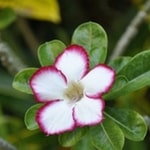 oleander plant