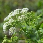 hemlock plant