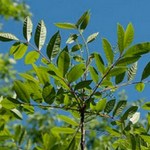 sumac plant