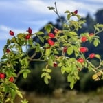 Rosehip plant