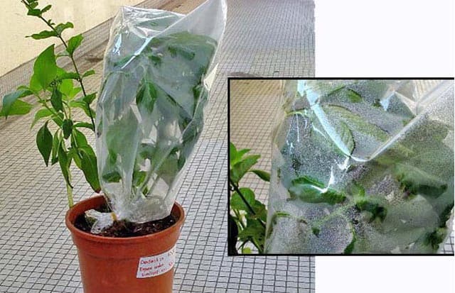 transpiration method of harvesting survival water