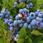 Wild Blueberry