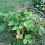 wild strawberry plant