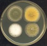 penicillin in petri dish