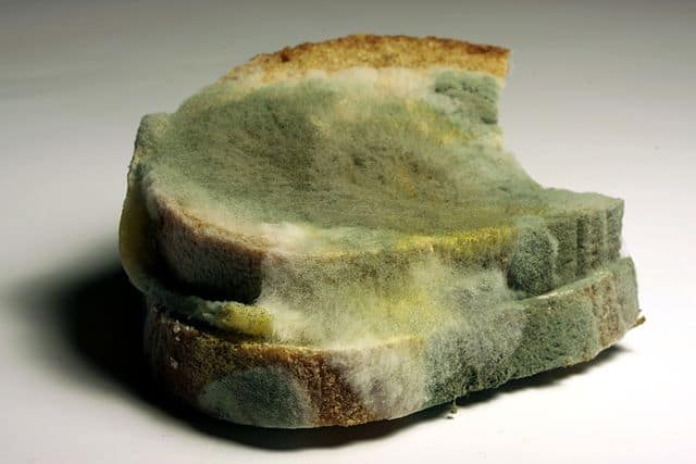 bread mold aka penicillin