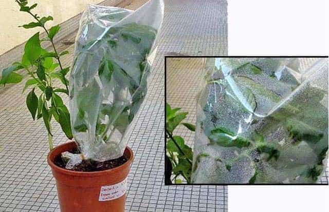 plant transpiration