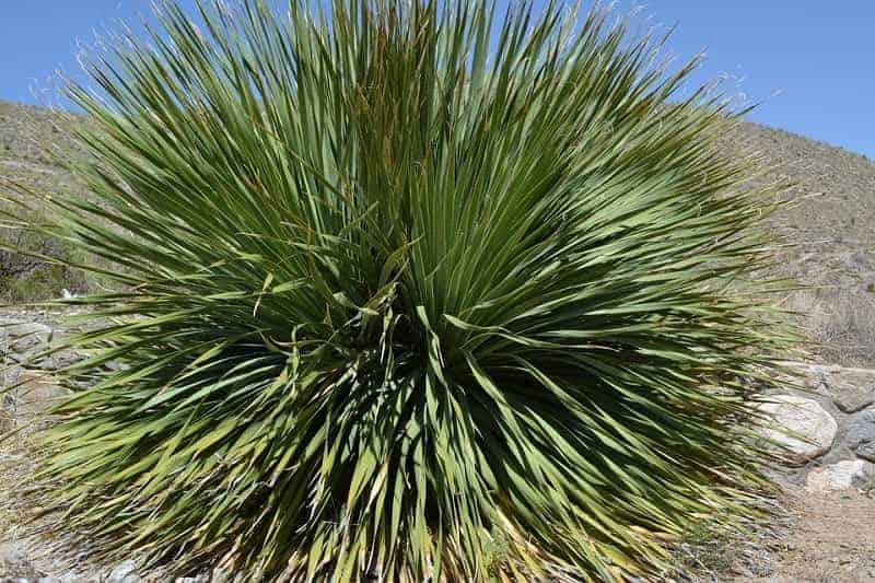 How to Make Rope, Cordage and Twine from Plants in the Wild