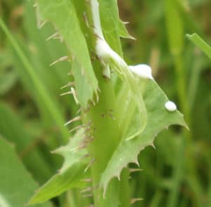 wild lettuce milk