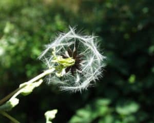 wild lettuce seeds