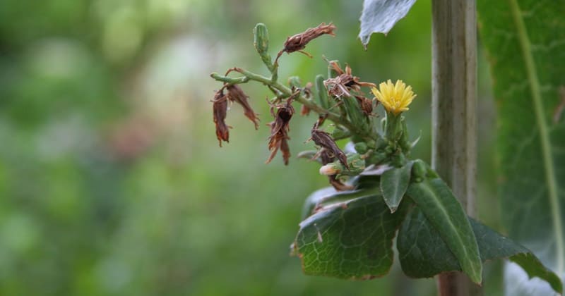 lactuca virosa plant