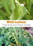 #Wild Lettuce the #Natural Pain Killer. Discusses the benefits and side effects. Shares #recipes and tips on #how to identify this healing plant.