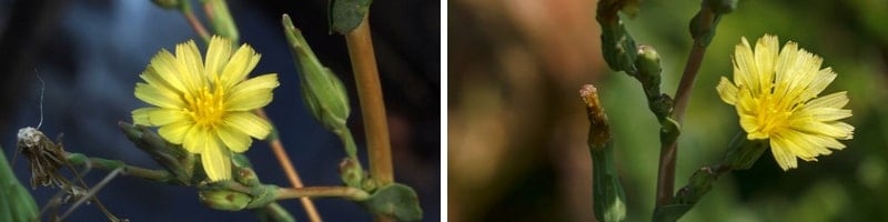 Flowers on Lactuca Virosa vs Serriola