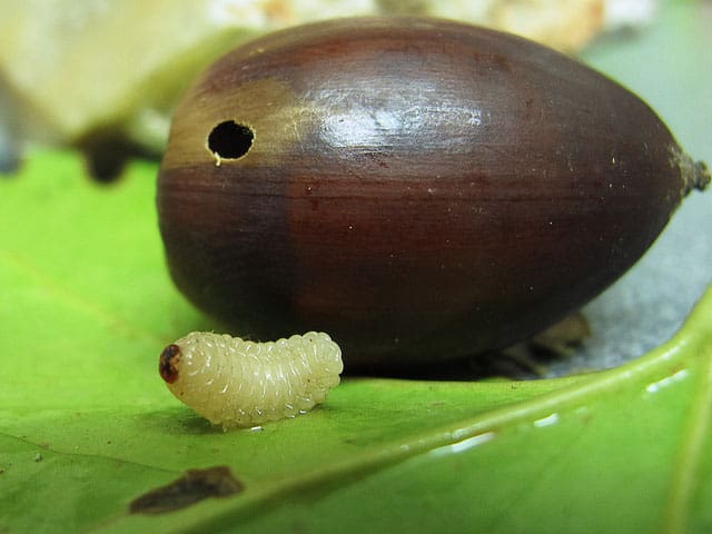 acorn weevil hole