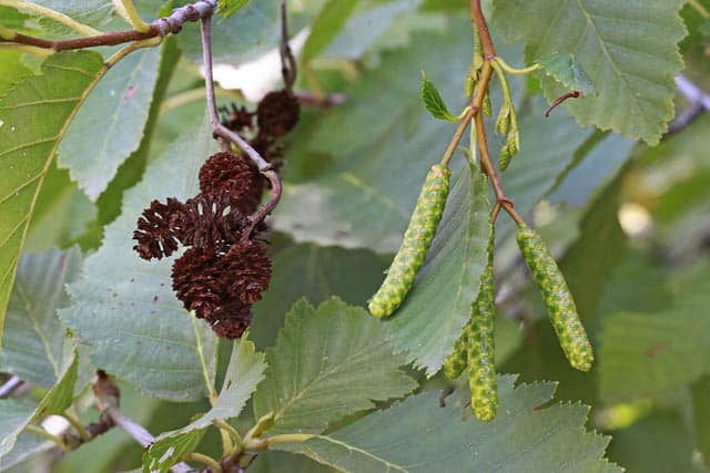 alder medicinal plant