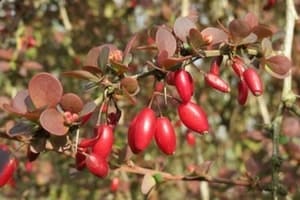 barberry plant