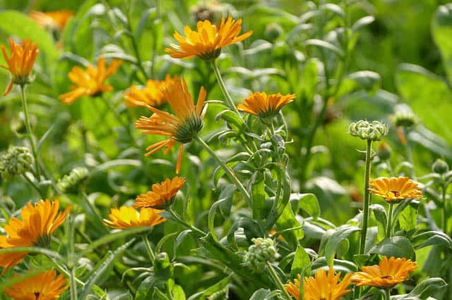 calendula plant