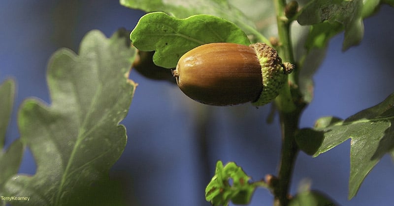 can you eat acorns