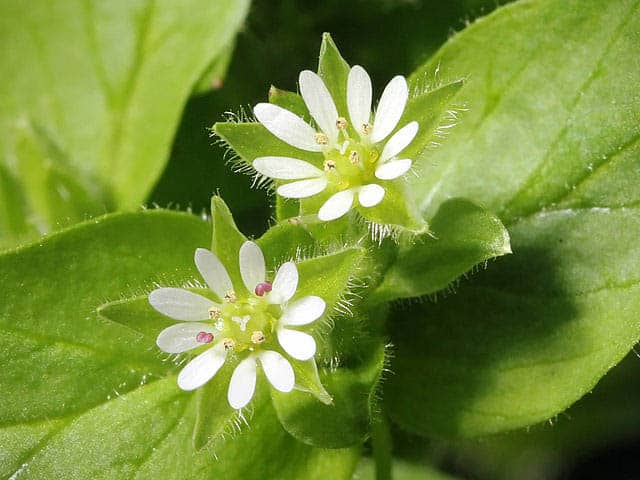 chickweed