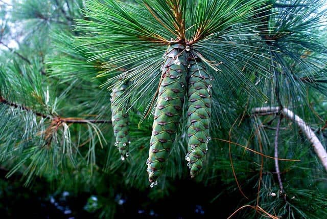 conifer sap medicinal