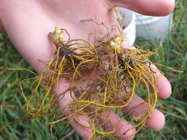 goldenseal roots