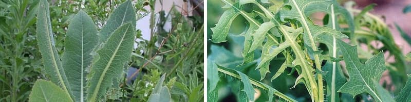 Leaf comparison Prickly vs Wild lettuce