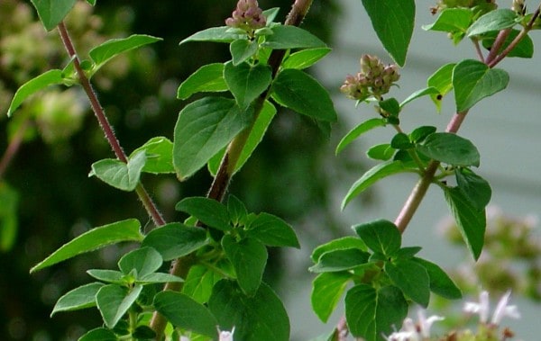 medicinal oregano