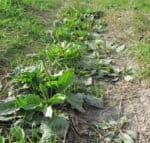 plantain medicinal plant