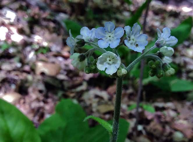 wild comfrey plant