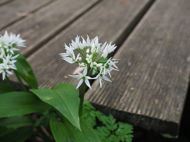 wild garlic