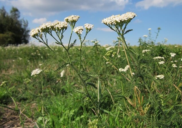 yarrow