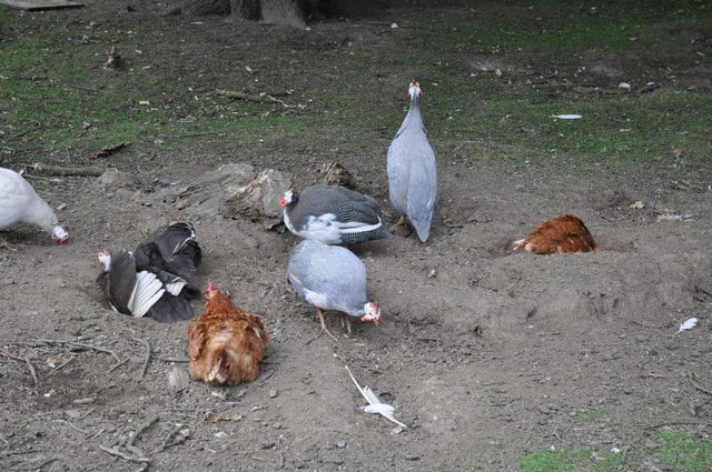 chickens in dust bath