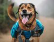 Complete Guide to Dog Bug Out Bags and Bugging Out with a Dog