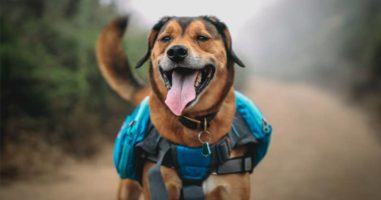 Complete Guide to Dog Bug Out Bags and Bugging Out with a Dog