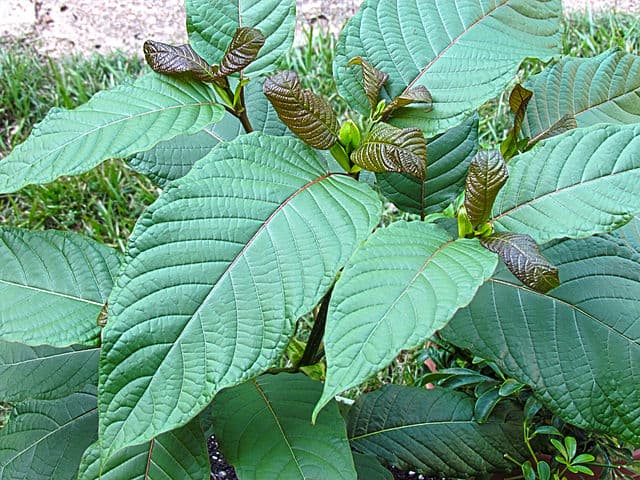 kratom painkiller