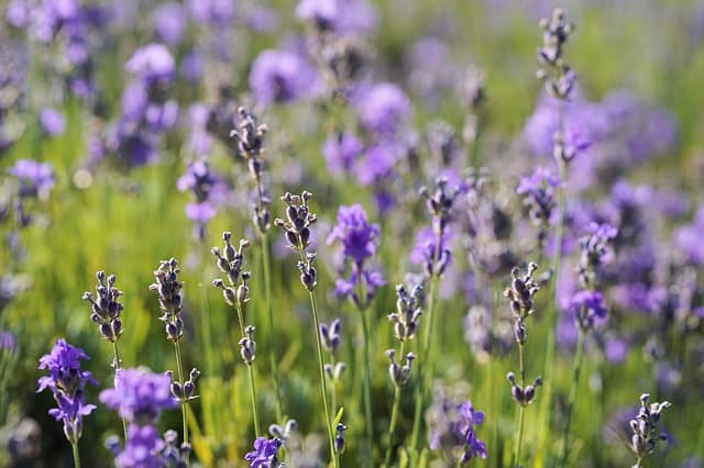 lavender natural painkiller