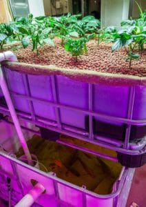 media based aquaponic system