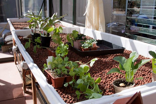 plants for aquaponics