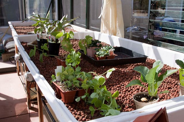 plants for aquaponics