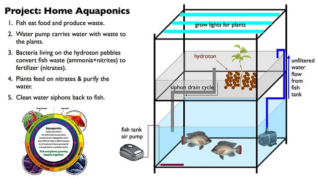 how aquaponics systems work diagram