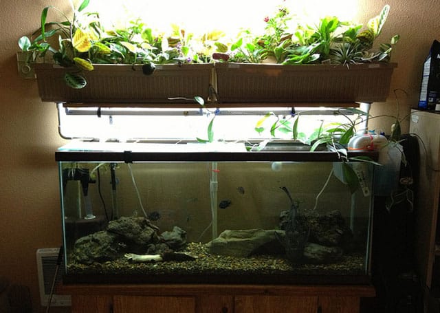 small indoor aquaponic garden