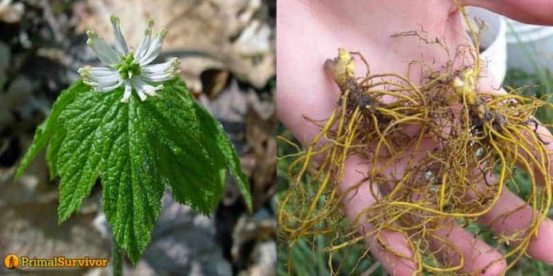 Goldenseal plant and root 