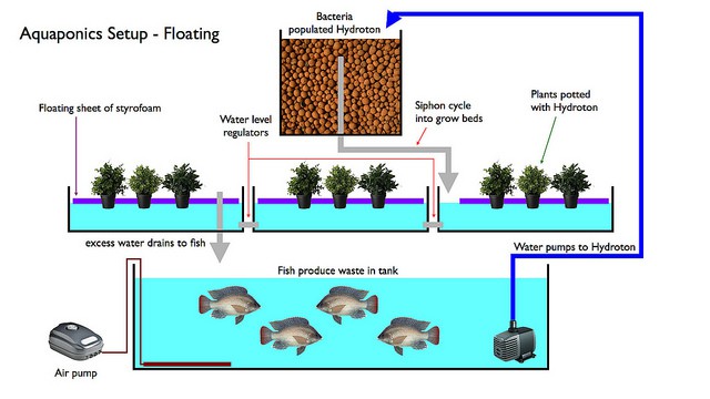 Diagram of Aquaponic basic system