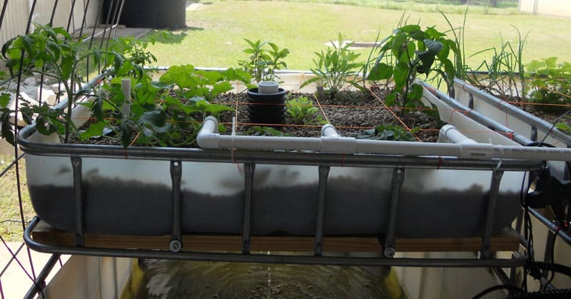 complete guide to aquaponics