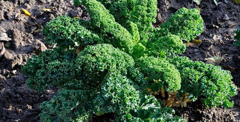 Kale plant