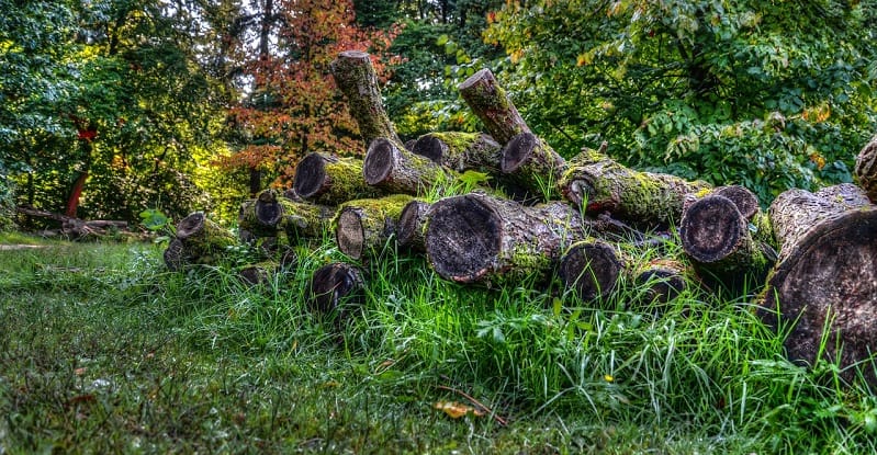 Fallen Logs