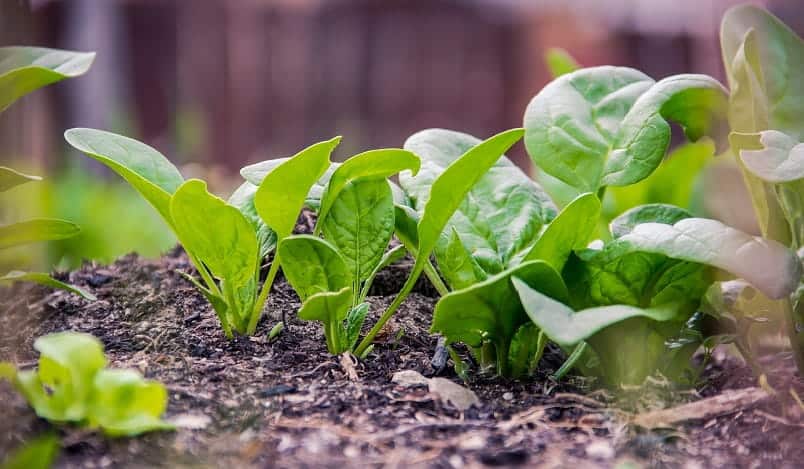 spinach plant