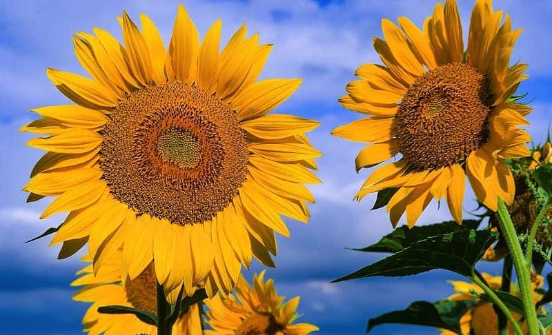 Sunflowers