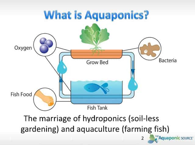 Aquaponic schematic