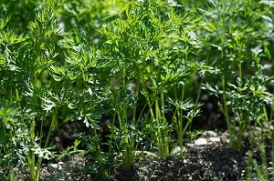 Carrot Plant